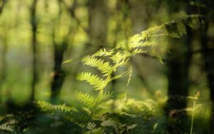 Forest fern