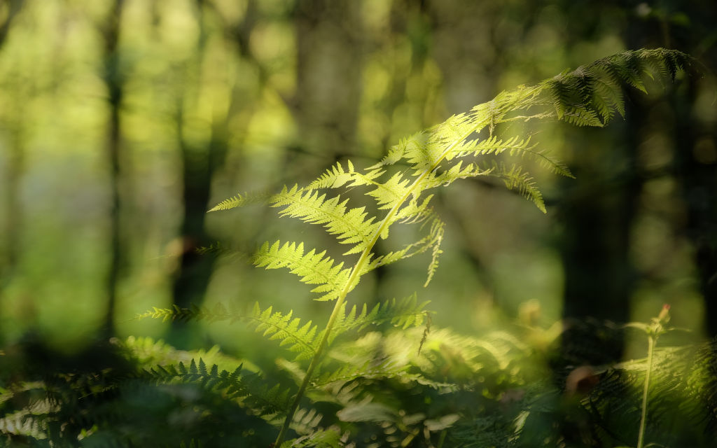Forest fern